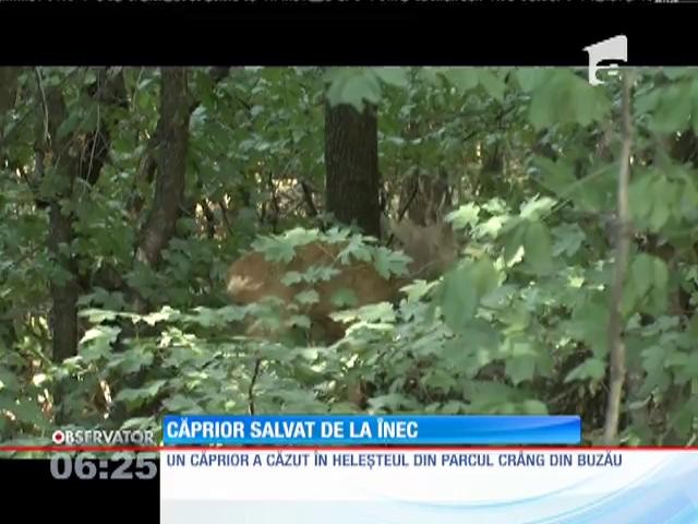 Un căprior care s-a aventurat &icirc;ntr-un parc din Buzău a fost salvat de la &icirc;nec