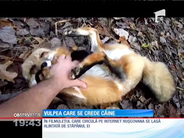 Vulpea care se crede c&acirc;ine