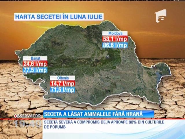 Seceta a lăsat animalele fără hrană. &Icirc;n unele zone ale țării nu a mai plouat de 4 luni!