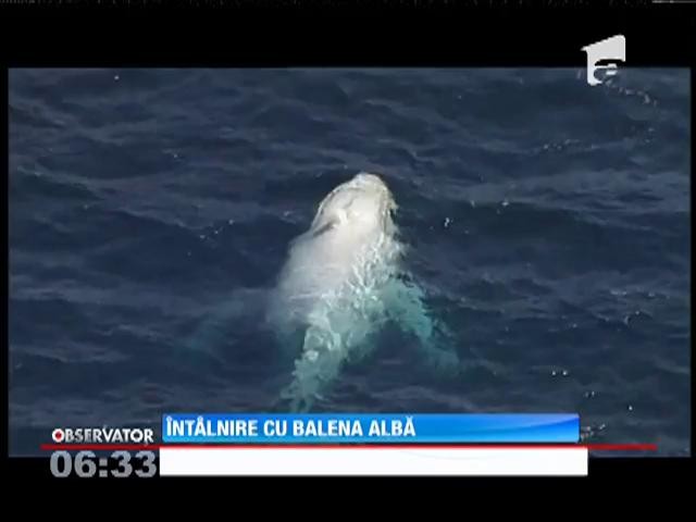 Spectacolul extrem de rar al unei balene albe &icirc;n largul Coastei de Aur