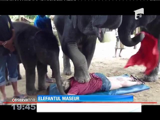 Un elefant, expert &icirc;n masajele anticelulitice şi cele de &icirc;ntreţinere corporală!