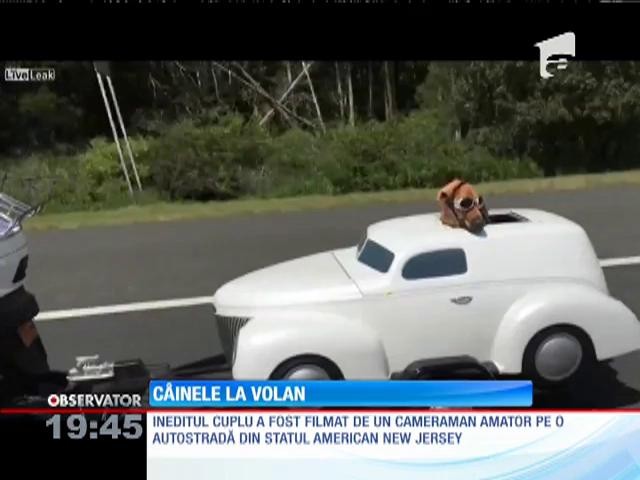 C&acirc;inele de la volan