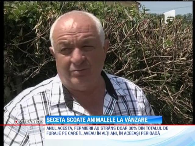 Seceta scoate animalele la v&acirc;nzare