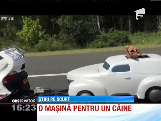 Mașina pentru c&acirc;ini. Animalul de companie a fost plimbat ca un adevărat star de cinema!