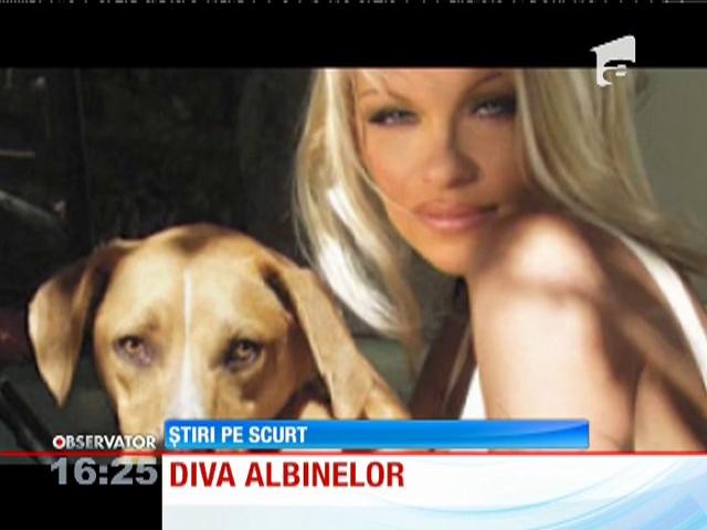 Pamela Anderson, &icirc;ngrijorată de soarta albinelor din Rusia