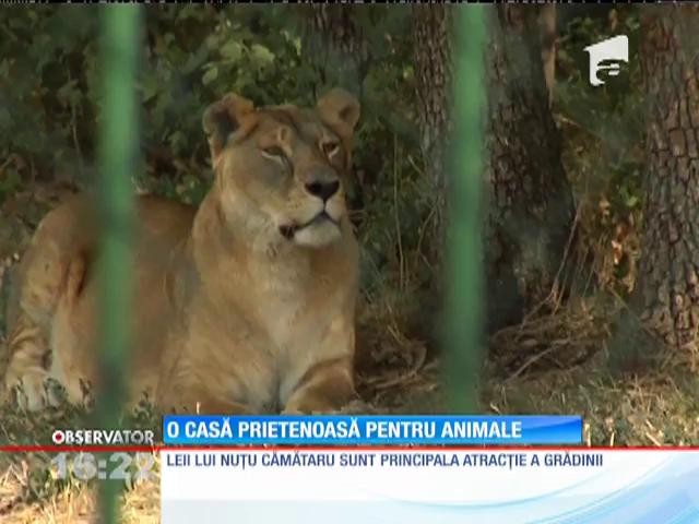 Grădina zoologică din Pădurea G&acirc;rboavele, noua casă pentru leii confiscaţi de la Nuţu Cămătaru