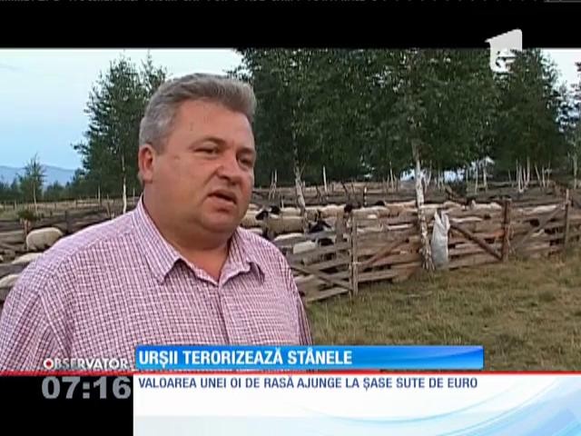 Ciobanii st&acirc;nelor din Harghita sunt terorizaţi de urși