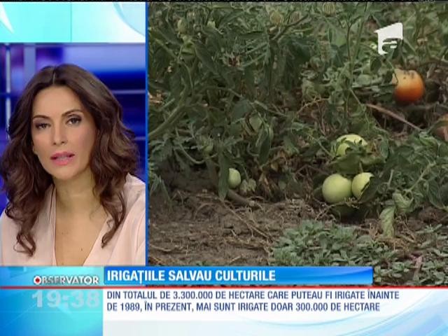 Sistemele de irigaţii din Rom&acirc;nia sunt la păm&acirc;nt