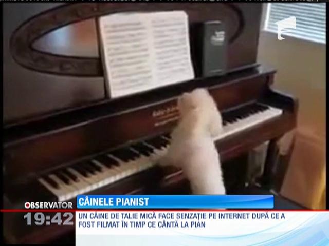 C&acirc;inele pianist