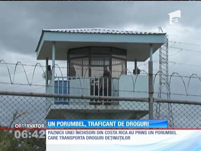 Paznicii unei &icirc;nchisori din Costa Rica au pus m&acirc;na pe un traficant de droguri
