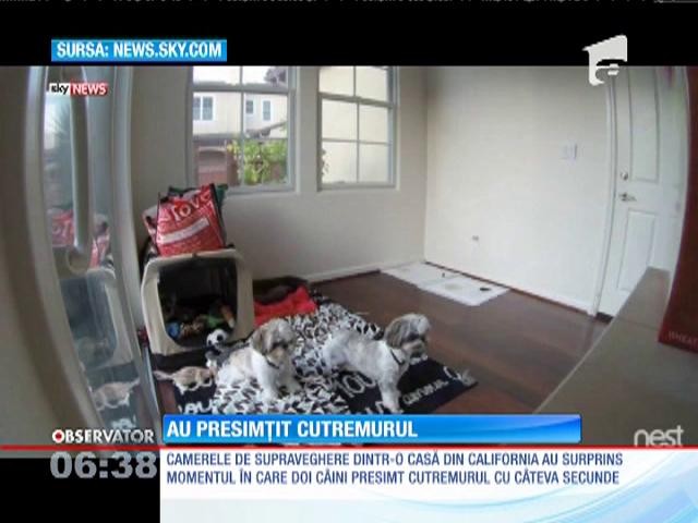 C&acirc;inii pot mirosi şi cutremurele. Iată dovada!