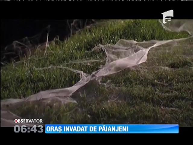 Oraș invadat de păianjeni