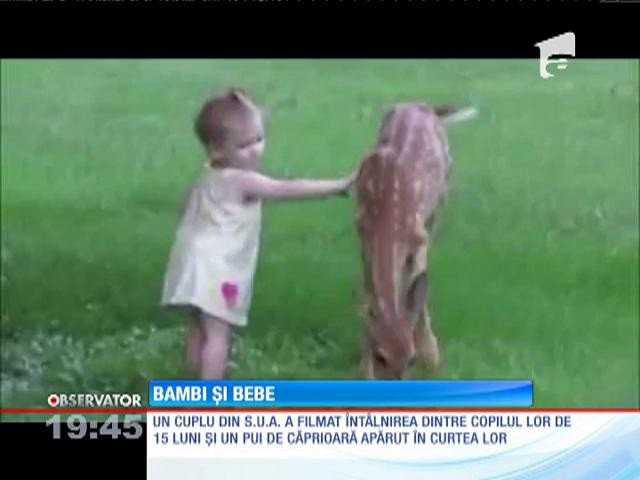 &Icirc;nt&acirc;lnirea jucăușă dintre o fetiță de un an şi jumătate şi un pui de căprioară