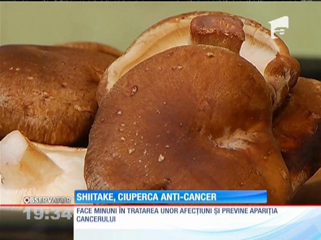 Ciupercile "anti-cancer", o afacere profitabilă