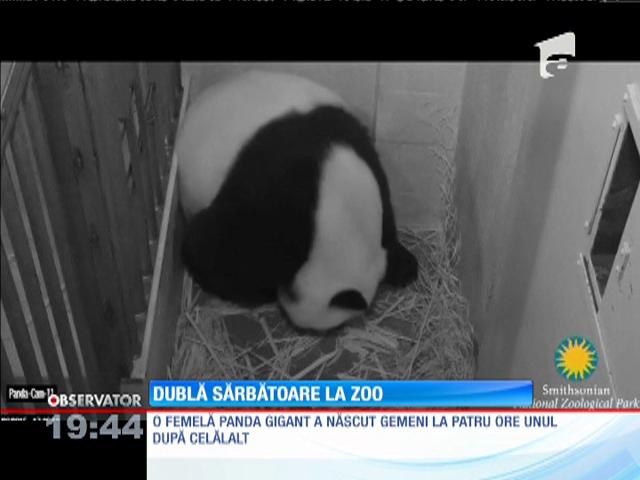Gemeni de panda gigant, născuți la o grădină zoologică din Washington
