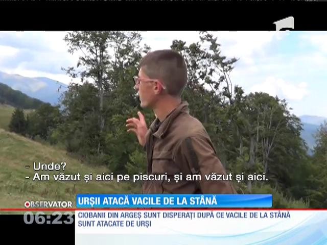 Urşii atacă vacile de la st&acirc;nă
