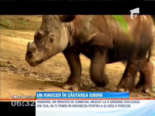 Rinocer trimis &icirc;n Indonezia pentru a-şi găsi perechea