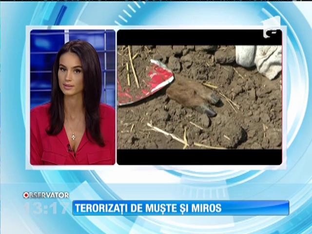 Imagini ca de abator şi la o fermă de la marginea unei localităţi din Constanţa