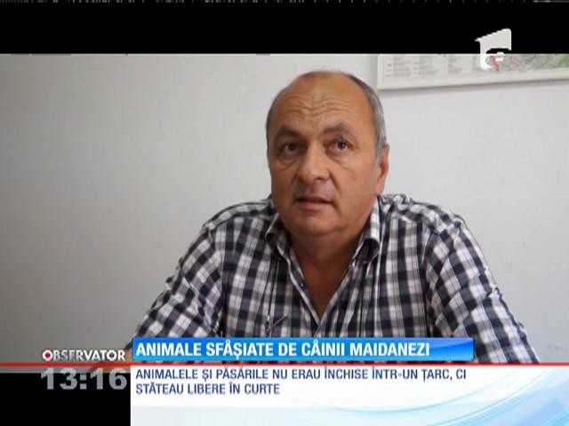 Maidanezii au dat iama &icirc;ntr-o gospodărie din Curtea de Argeş