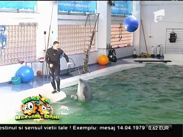 Delfinariul, un obiectiv din Constanța care nu trebuie ratat