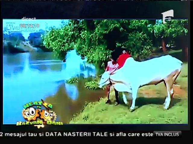 Smiley News: Cum face un bivol splash! Stăp&acirc;nul &icirc;l urmează