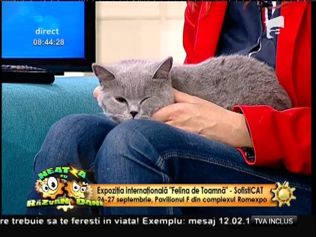 SofistiCAT - expoziţia internaţională "Felina de Toamnă"