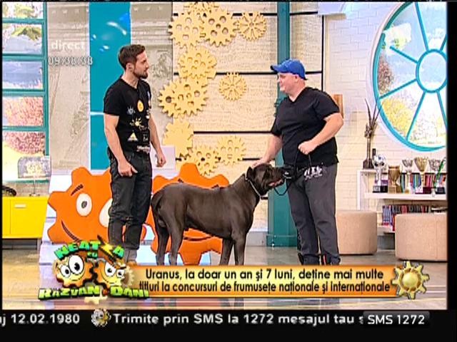 Uranus, unul dintre cei mai frumoși c&acirc;ini din lume, show &icirc;n platoul de la &rdquo;Neatza&rdquo;