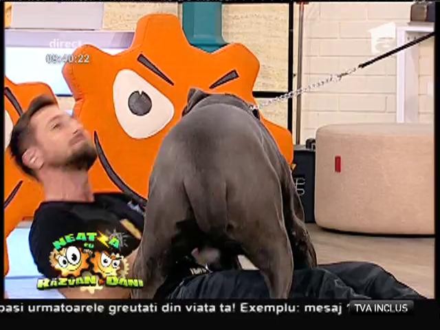 Dani Oțil, călcat &icirc;n picioare de un c&acirc;ine uriaș! Ce s-a &icirc;nt&acirc;mplat cu matinalul &icirc;n direct, la "Neatza"!
