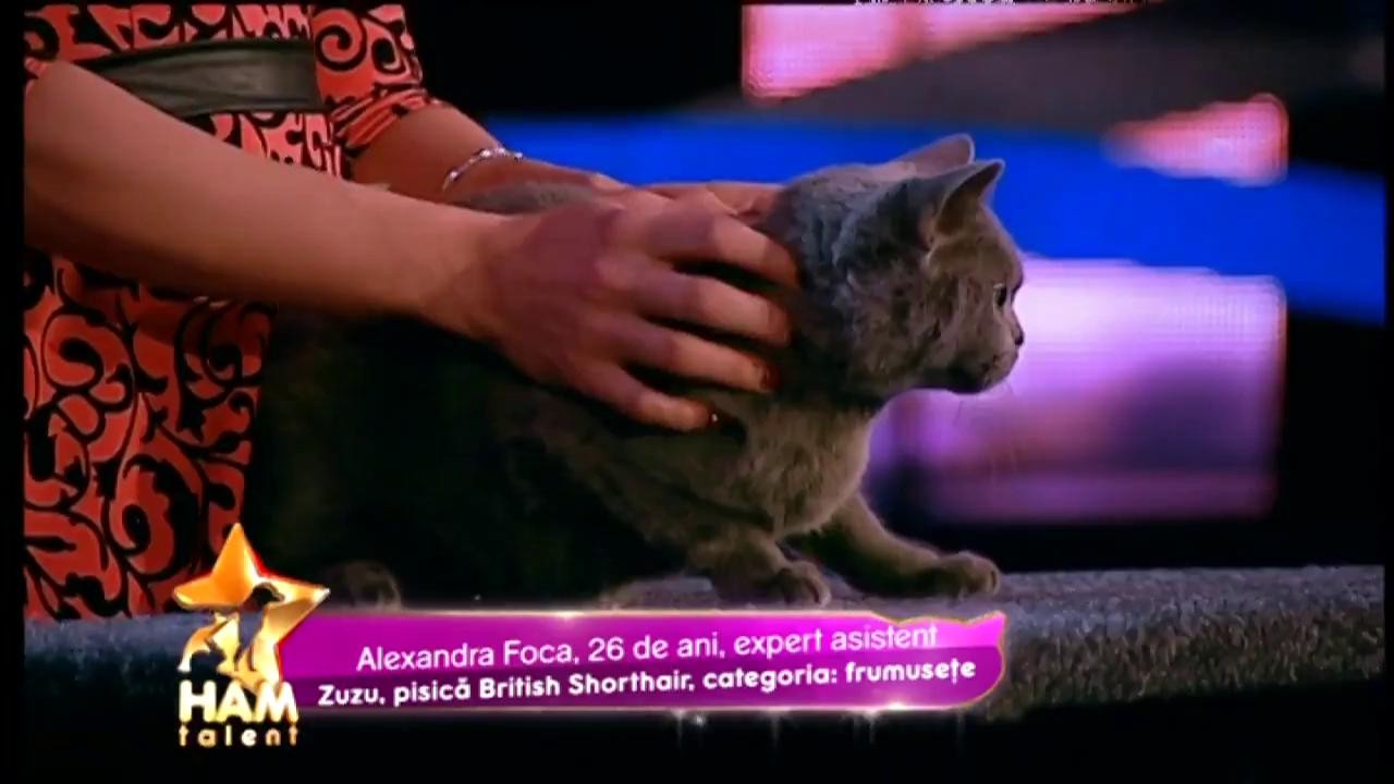 Zuzu, gata să câștige concursul de Miss Felina! Pisica a impresionat prin frumusețe!