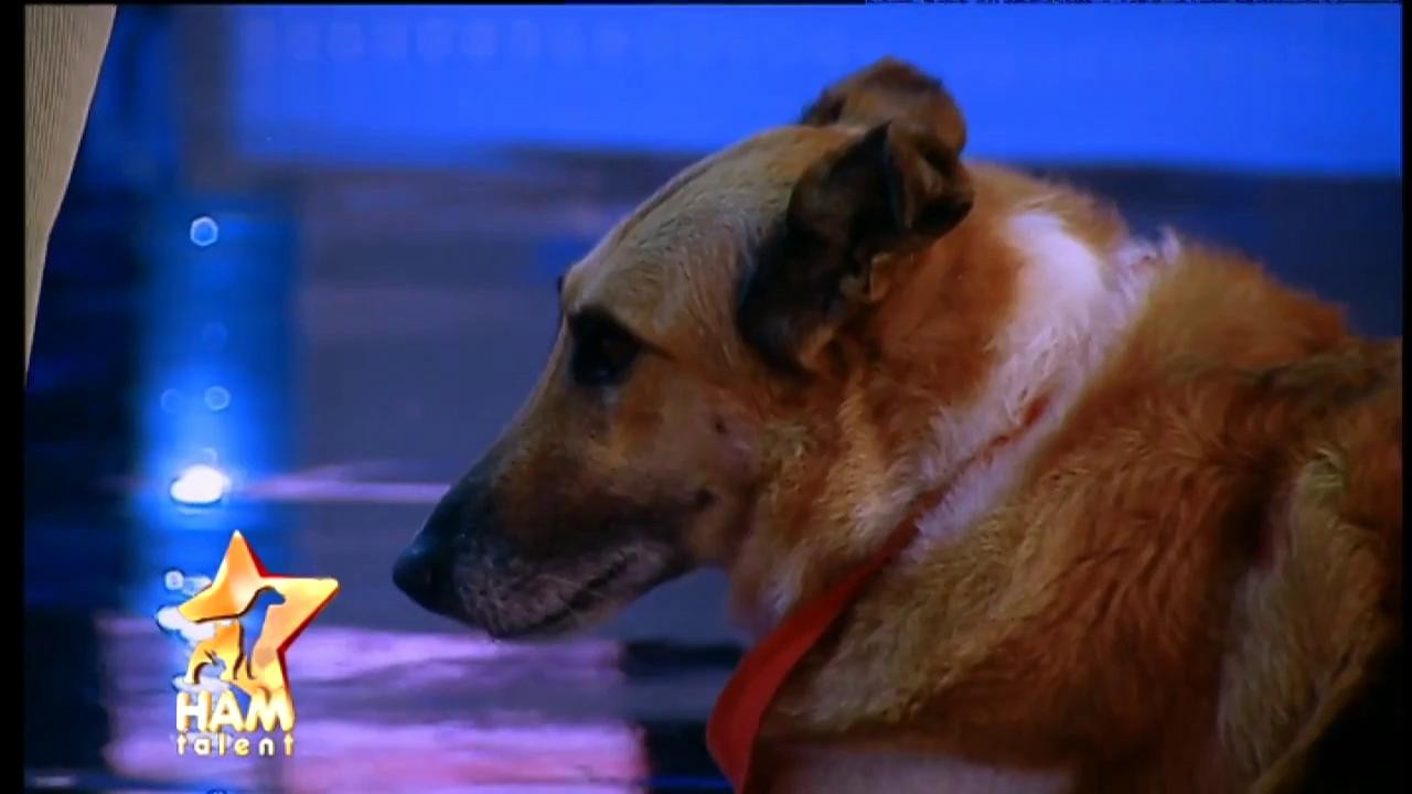 Norka, câinele din rasa Smooth collie, ajută copiii să iubească animalele