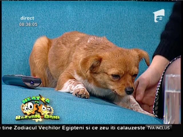 Cățelușa Mika are nevoie de un cămin