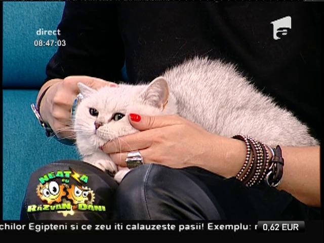 Cele mai sofisticate pisici, la &rdquo;Neatza&rdquo;