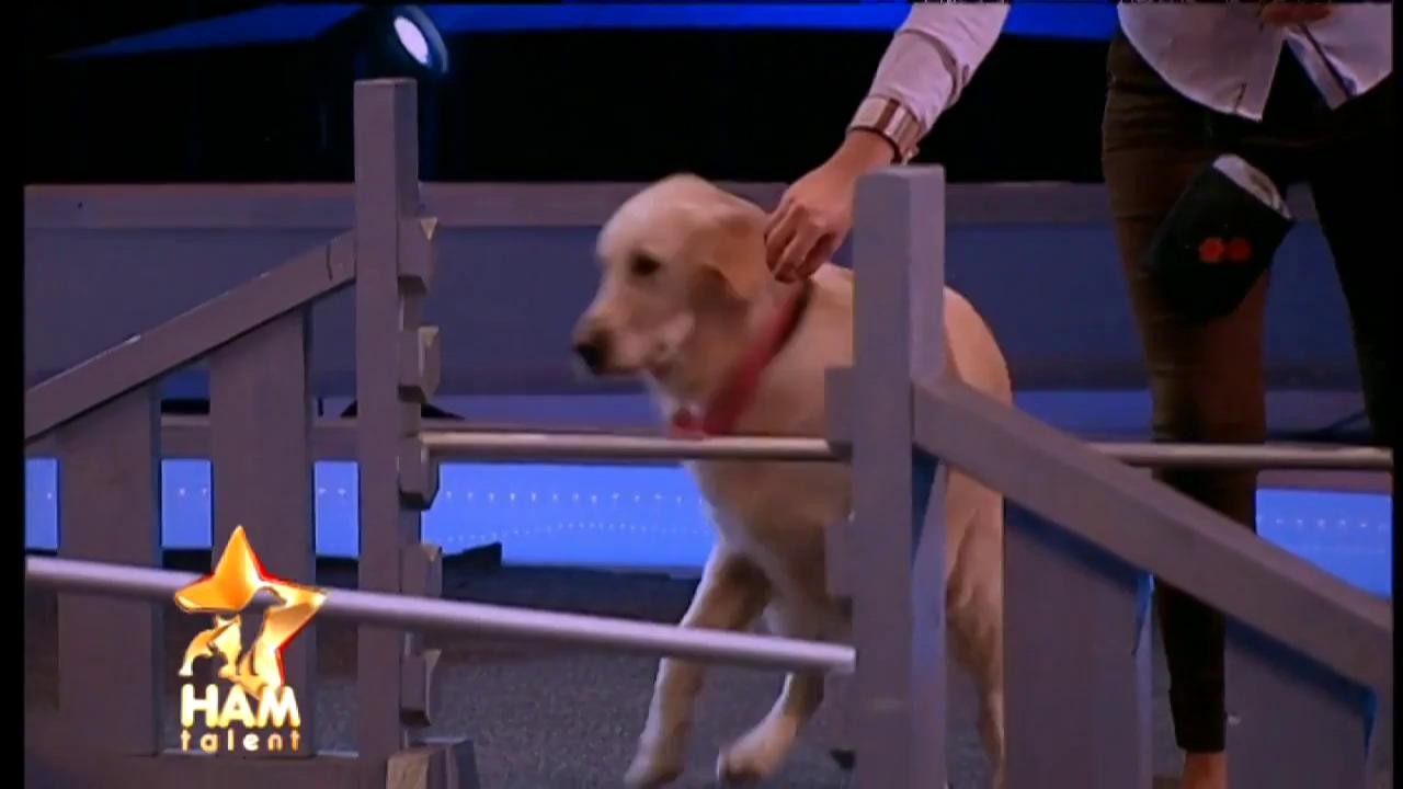 A venit ”nepregătită” și a fugit din platou! Ellen, rasa Golden Retriever, un câine specialist în agility şi... nu prea