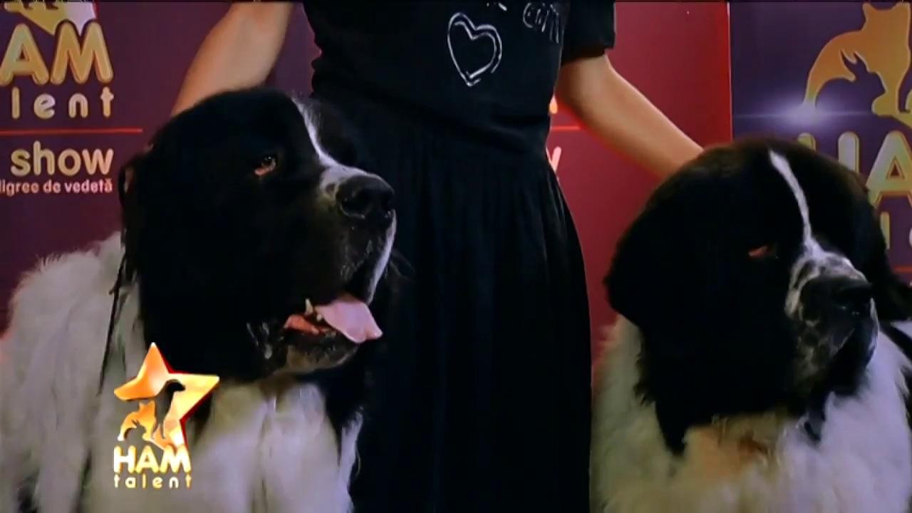 Dac și Ciuleandra, doi câini impunători, s-au calificat în finala ”Ham talent”, la categoria "frumuseţe"