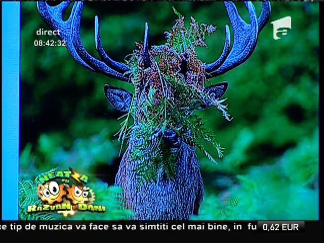 Care este animalul preferat al lui Dani Oţil