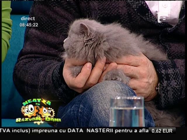 Crescătorii de pisici recomandă recompensele speciale care se găsesc pe piață