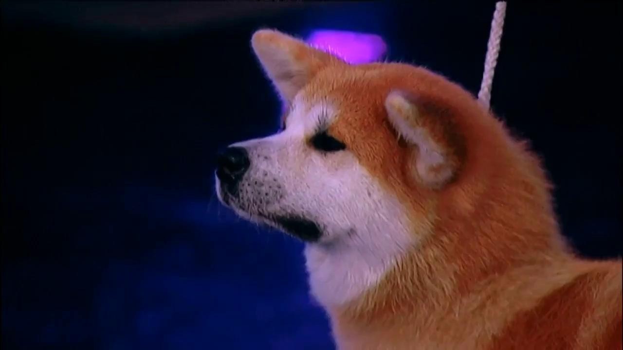 Juri Sakuraban, un câine din rasa Akita Inu, ajunge în finală, la categoria Frumusețe