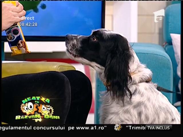 C&acirc;t de importantă este o dietă echilibrată pentru c&acirc;inele tău