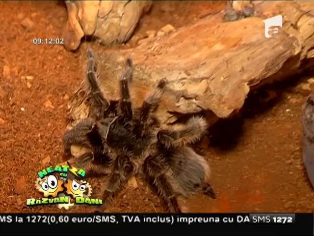 "Cu s&acirc;nge rece", expoziție de reptile vii la Muzeul Antipa