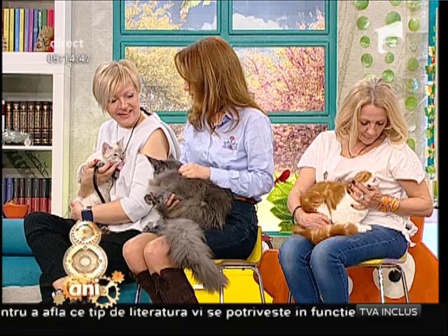 Expoziția Felină Internațională de Primăvară &rdquo;SofistiCAT&rdquo; 2016
