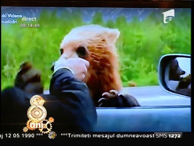 Smiley News: Un urs cerşeşte m&acirc;ncare pe autostrada