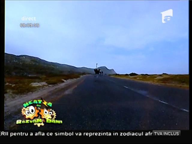 Beep-Beep! Road-runner există! Un convoi de bicicliști este urmărit de un struț uriaș!
