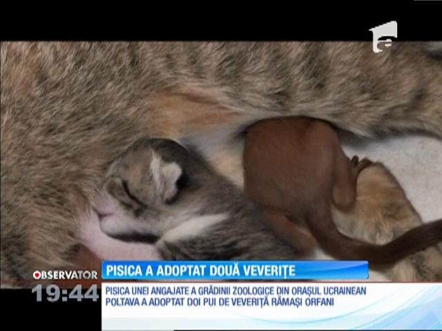 O mămică model! O pisică din Ucraina a adoptat doi pui de veveriţă!