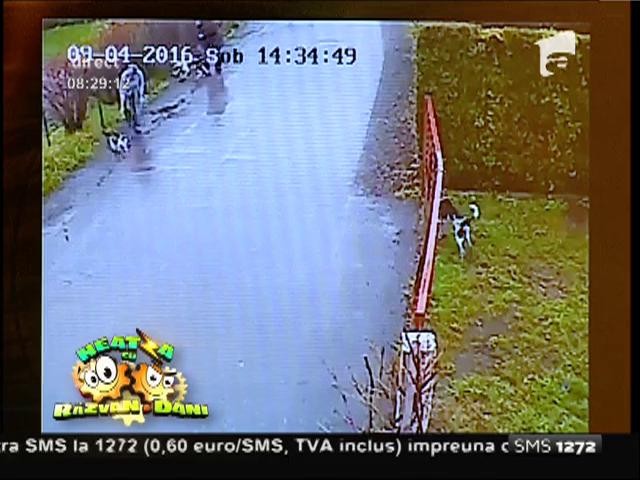 Smiley news: Miaaaaaau! Atacul unei pisici asupra unui c&acirc;ine de luptă!