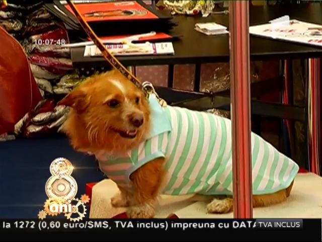 PetExpo 2016 - Cea de-a opta ediţie a t&acirc;rgului dedicat animalelor de companie