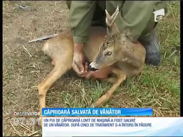 Căprioară salvată de v&acirc;nător