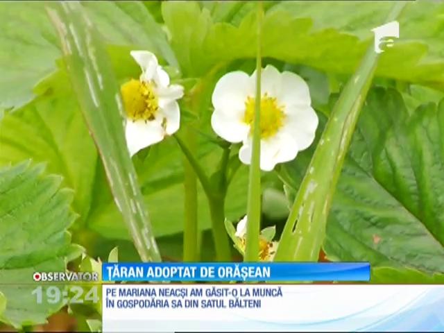 Programul &rdquo;Adoptă un ţăran&rdquo;, un succes. Zeci de producători s-au alăturat campaniei