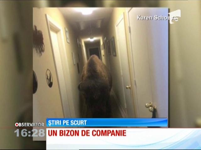 Un bizon, animal de companie!