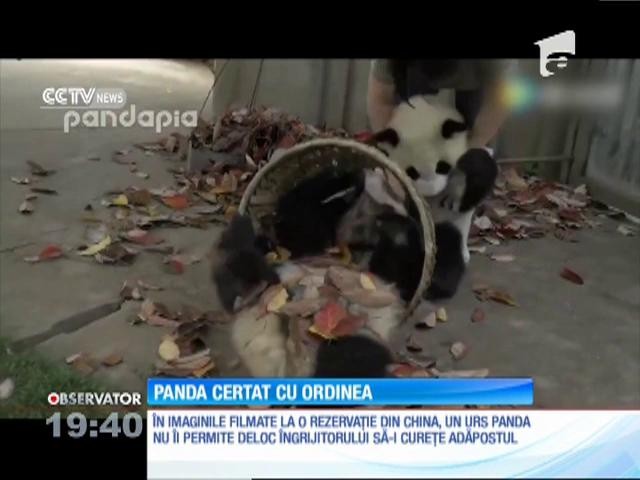 Un urs panda obraznic