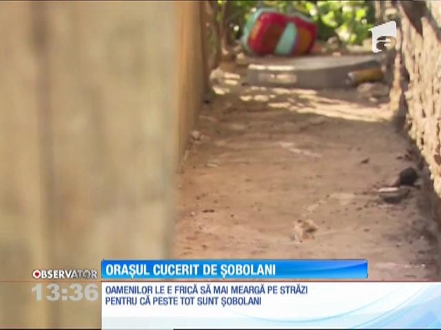 Șobolanii au invadat străzile şi subsolurile blocurilor unui oraș din apropiere de New York